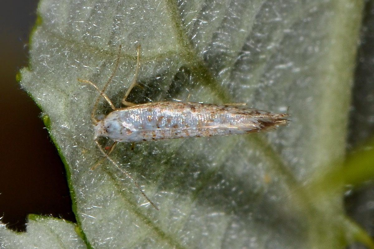 Argyresthiidae? S, cfr. Argyresthia retinella